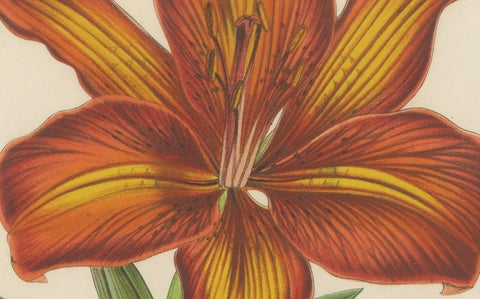 Exquisite Hand-Colored Botanical Print of a Siberian Lily (Lilium Pensylvanicum), close-up 3
