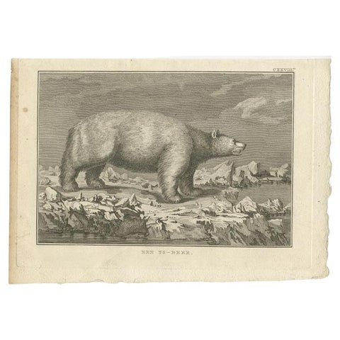 Original Antique Engraving of a Polar Bear by Cook, 1803, view 2