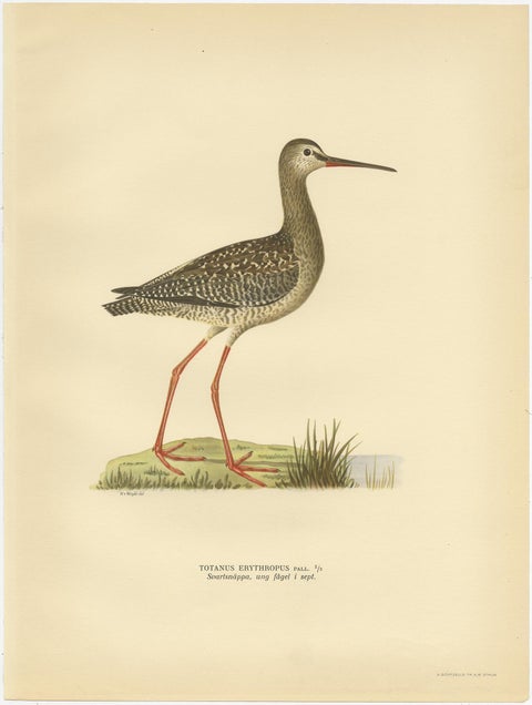 Antique Bird Print of the Spotted Redshank by Von Wright, 1929, view 2