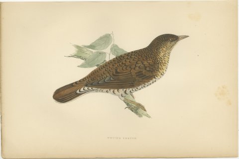 White's Thrush with Scalloped Plumage, Hand Colored Print, Morris, 1896, view 2