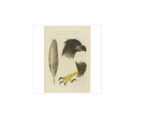 White-Tailed Eagle, Falco leucocephalus hornotinus, Netherlands, 1829, view 2