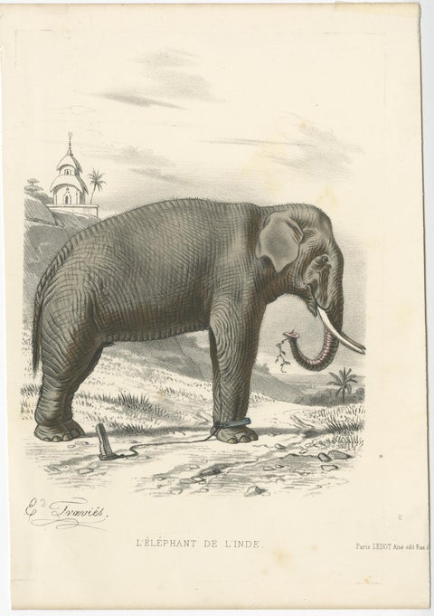 Old Antique Hand-Colored Print of an Indian Elephant, ca.1860, view 3