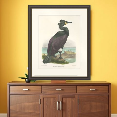 Spectacular Rare Old Original Bird Print of The Spectacled Cormorant, 1868, shown framed on a wall