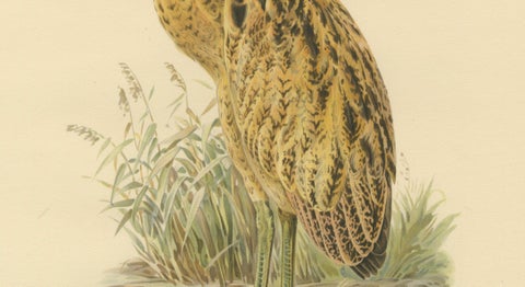 Antique Scandinavian Bird Lithograph, Eurasian Bittern, Svenska Fåglar, 1929, close-up 3