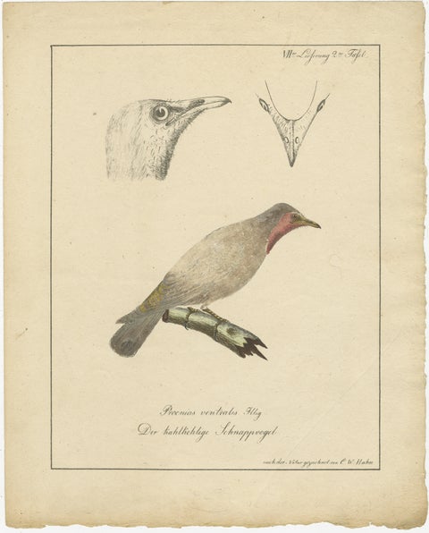 The Bald-Like Snapping Bird on a Hand-Colored Lithograph, circa 1820, view 2