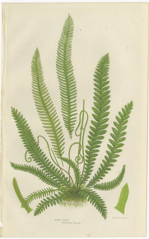 European Quillwort, Creeping Pillwort and Shoreweed, Botanical Triptych, 1873, view 4