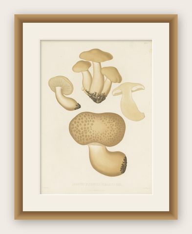 Antique Mycology Print of Oyster Mushrooms by E.M. Fries, circa 1860, shown framed