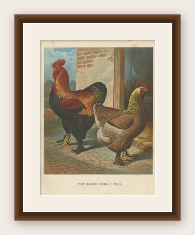 The Magnificent Partridge Cochinchina - A Rare 19th Century Poultry Lithograph, shown framed