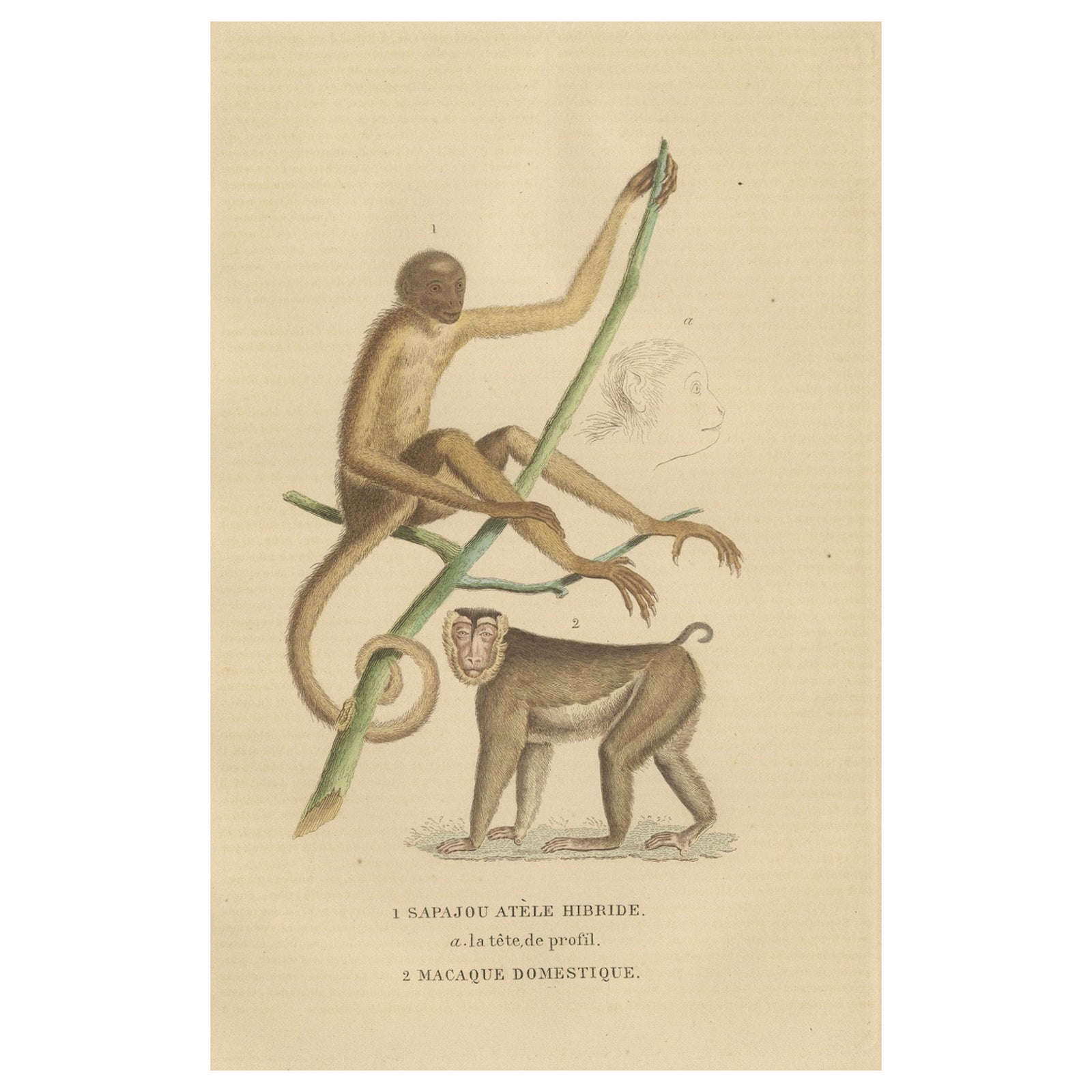 Antique Primate Engraving of a Sapajou Atèle Hybride and Macaque Domestique 1825