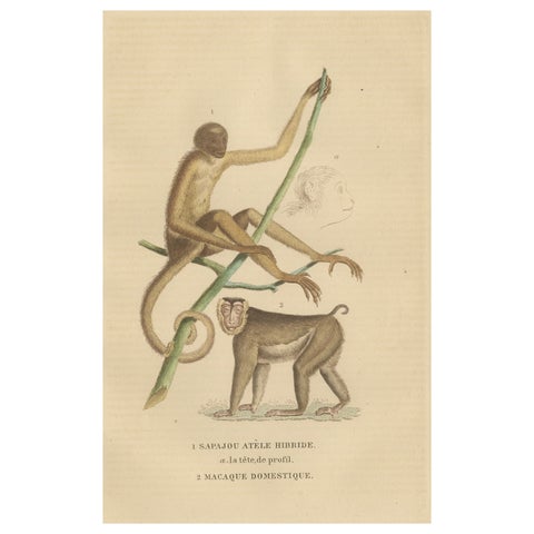 Antique Primate Engraving of a Sapajou Atèle Hybride and Macaque Domestique 1825