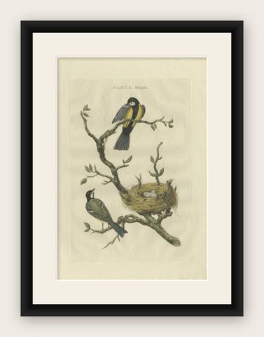 Antique Bird Print of the Great Tit Bird with Eggs by Sepp & Nozeman, 1789, shown framed