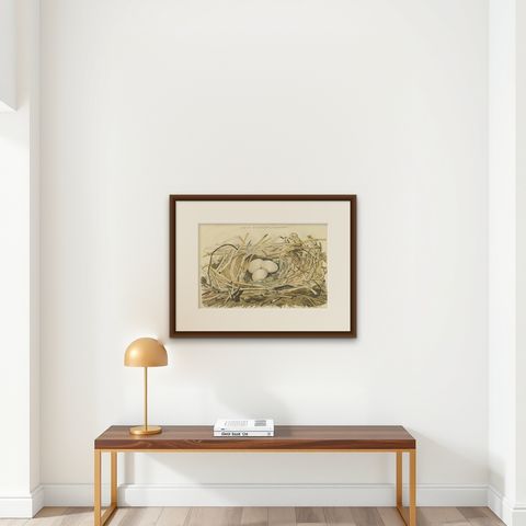 Antique Bird Print of the Nest of a Spoonbill of the Ibis Family, 1789, shown framed on a wall