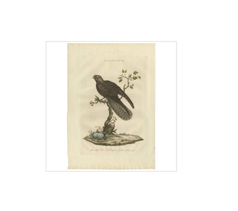 Antique Bird Print, Common Nightjar Caprimulgus by Nozeman & Sepp, 1770, view 3