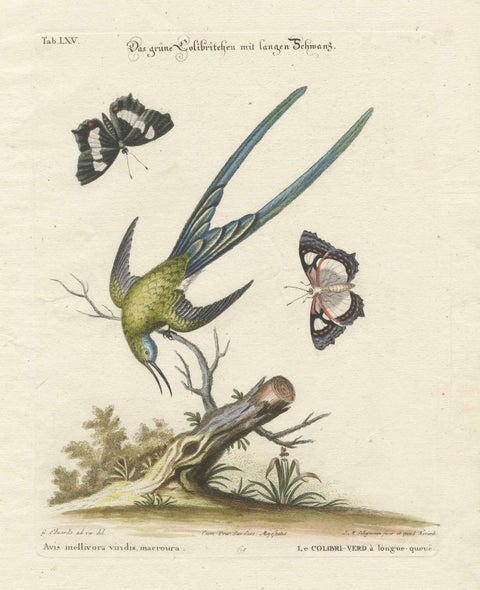 Long-Tailed Green Hummingbird Engraving by J.M. Seligmann after Edwards, ca.1770, close-up 5