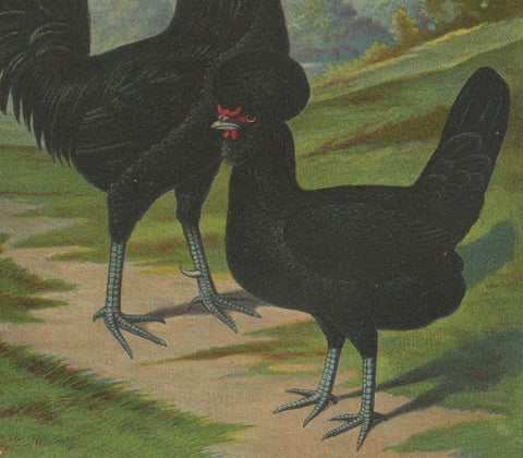 The Majestic Crèvecœur - A Rare 19th Century Poultry Lithograph, close-up 1