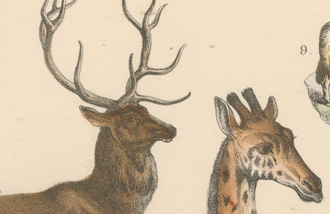 Ungulates Print: Giraffe, Camel, Bison & Antelope, Antique 1867, close-up 4