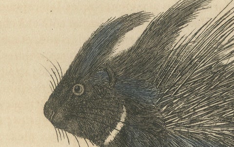 Antique Engraving of Crested Porcupine and North American Porcupine, ca.1825, close-up 2