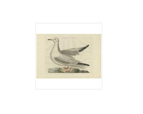 Antique Bird Print of the Common Gull by Sepp & Nozeman, 1797, view 4