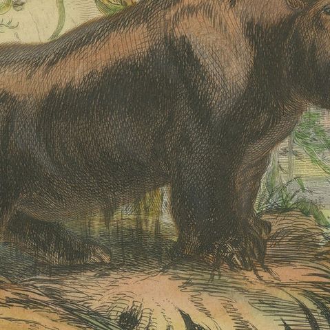 Antique Animal Print of a Hippopotamus or Hippo, close-up 2