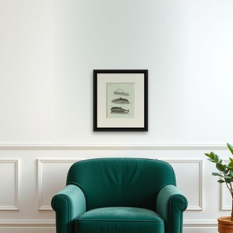 Original Antique Print of Three Dolphins and Porpoises by Bertuch, 1802, shown framed on a wall