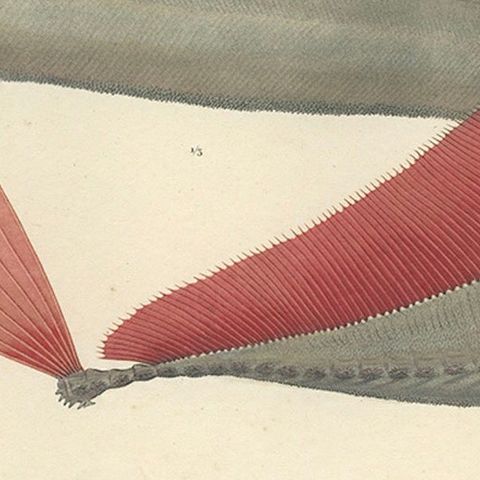 Antique Ribbonfish Print, Hand-Colored Lithograph of Trachypterus Bogmarus 1845, close-up 5