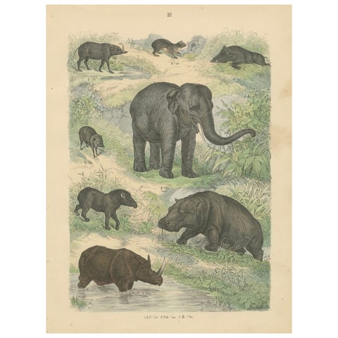Large Mammals Print: Elephant, Rhino, Hippo & Tapir, Antique 1867