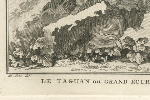 Original Antique Engraving of The Red Giant Flying Squirrel or "Le Taguan", 1766, close-up 1