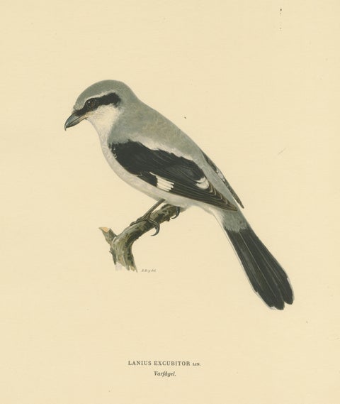 Silent Sentinel: Vintage Bird Print of The Great Grey Shrike by Von Wright, 1927, view 3