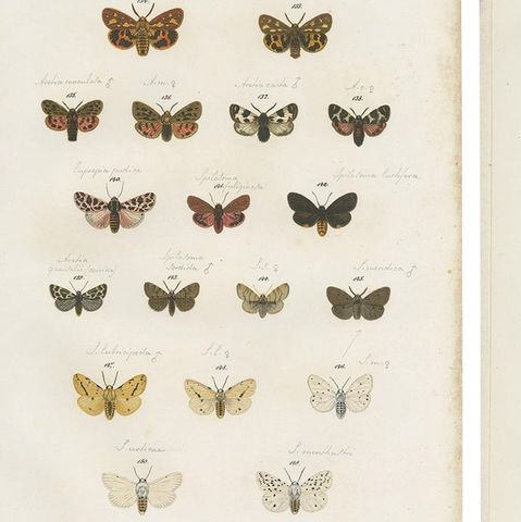 Set of 6 Antique Prints of Various Butterflies and Moths by Ramann, circa 1870, close-up 1