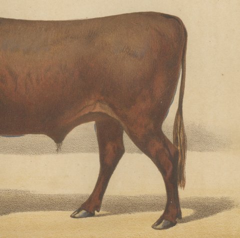 Devon Ox, British Cattle Chromolithograph by Olivier de Penne, 1863, close-up 3