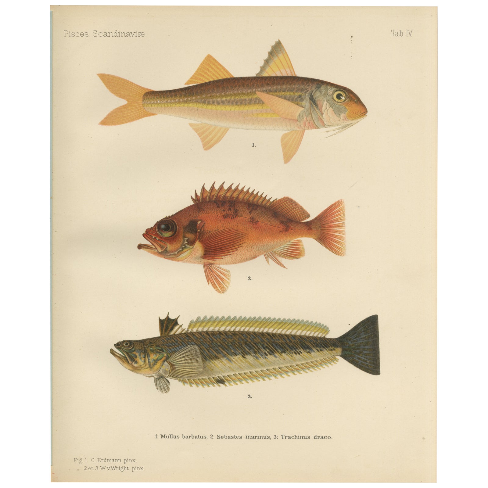 Red Mullet, Norway Redfish, and Greater Weever - Vibrant Fish Lithography, 1895