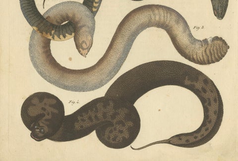 Antique Handcolored Engraving of Amphibious Eels and Snakes, c.180, close-up 1