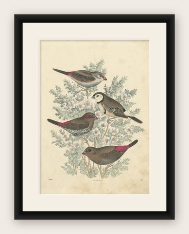 Antique Bird Print of Finches Incl the Red-Browed Finch, 1865, shown framed