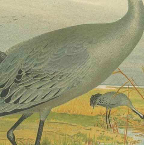 Antique Bird Print of the Common Crane by Naumann, circa 1895, close-up 2