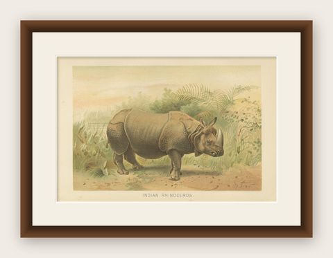 Indian Rhinoceros, Antique Natural History Chromolithograph, 1894, shown framed