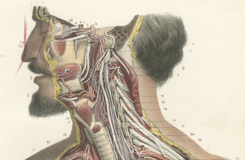 Cranial and Cervical Nerves to the Heart, Antique Hirschfeld Anatomy Print, 1866, view 3