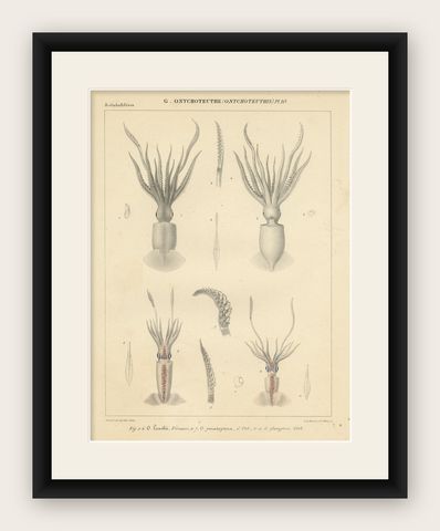 Antique Print of Onychoteuthis Squid species, shown framed