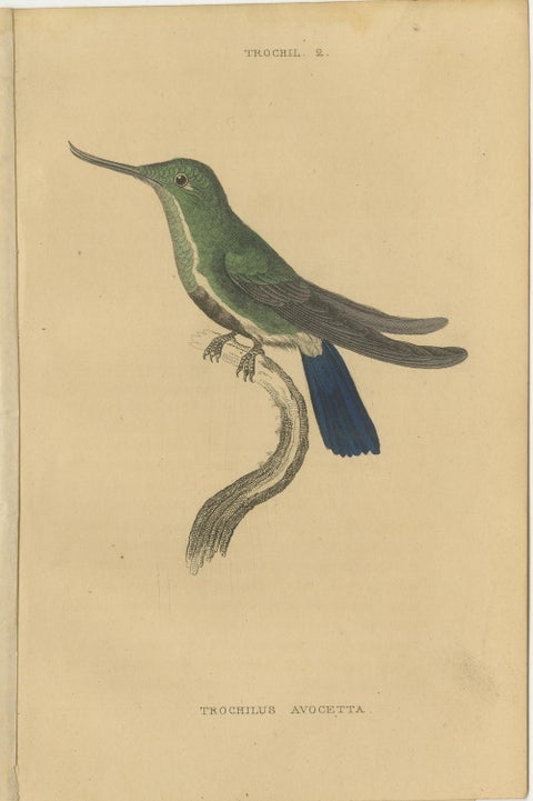 Hummingbird Bird Prints, Handcolored Fiery-Tailed Hummingbirds by Jardine, 1837, view 2