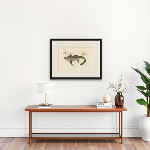 Antique Print of Arctic Chimaera Fish, Rare French Scientific Illustration 1845, shown framed on a wall