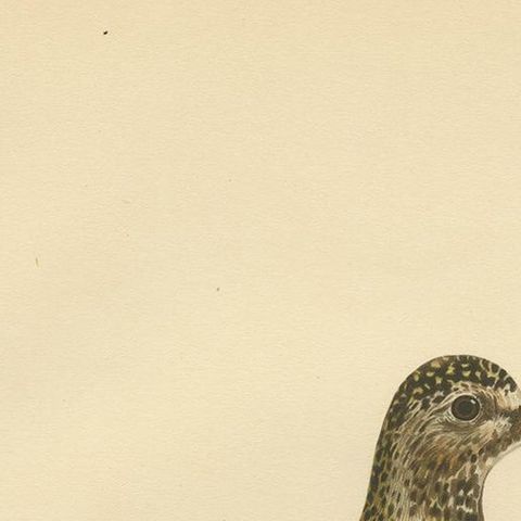 Antique Bird Print of the European Golden Plover 'Winter' by Von Wright, 1929, close-up 1
