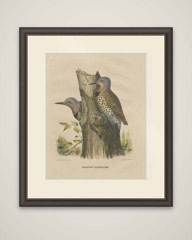 Large Old Bird Print Depicting Two Gilded Flickers, 1869, shown framed