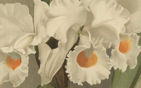 Large Antique Botanical Print, White Orchid Cattleya Schroederæ Alba, c.1888, close-up 5