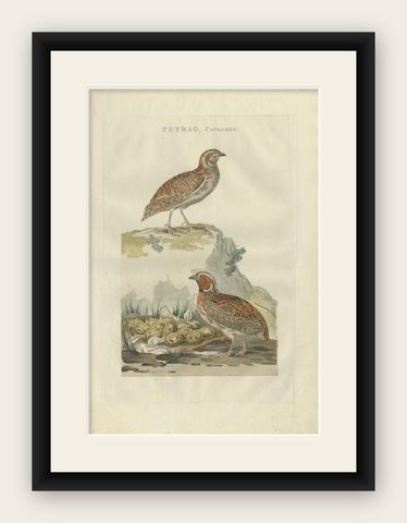 Antique Hand-colored Engraving of the Common Quail by Sepp & Nozeman, 1789, shown framed