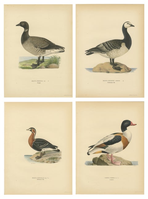Antique Scandinavian Goose Lithographs Set of 4, Svenska Fåglar, Sweden 1929