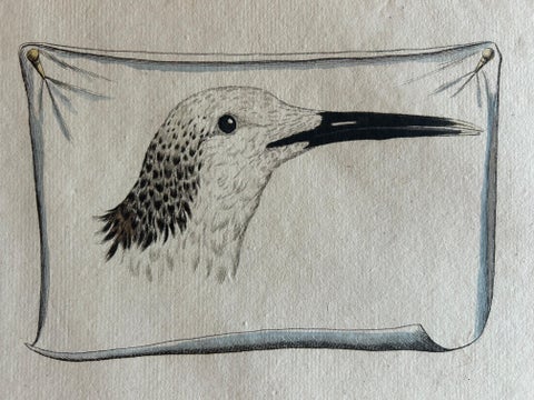 Sandwich Tern, Sterna Cantiaca, Antique Hand-Coloured Bird Print, c.1829, view 10