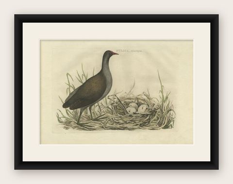 Antique Bird Print of the Common Moorhen by Sepp & Nozeman, 1770, shown framed