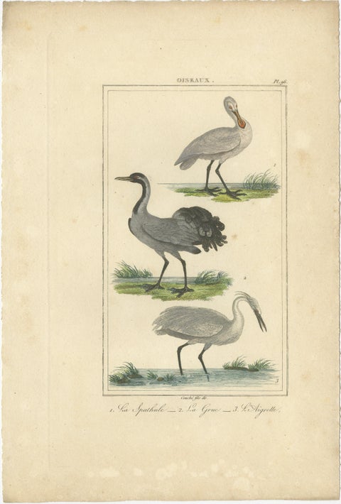 Elegant Avian Diversity: Illustrations from Buffon's Ornithology, c.1780, view 5