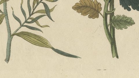 Yellow Crucifer and Slender Flowering Herb, Antique Bertuch Print, circa 1805, close-up 2