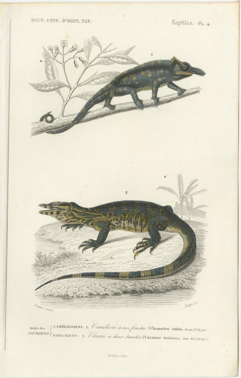 Set of 3 Antique Prints of a Chameleon and Other Reptiles, view 2