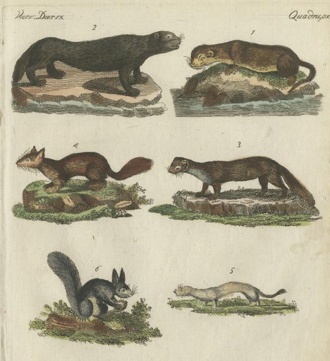 Antique Print of Otters, Martens, Ermine, a Squirrel and a Beaver, circa 1820, view 3